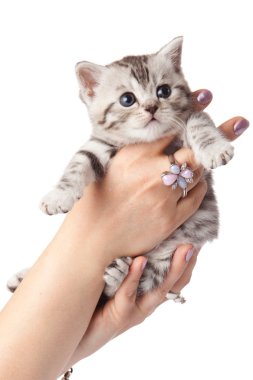 Beyaz arka planda kedi yavrusu