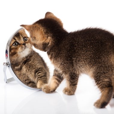 Beyaz arka plan ayna ile yavru kedi. yavru kedi Aynaya bakar