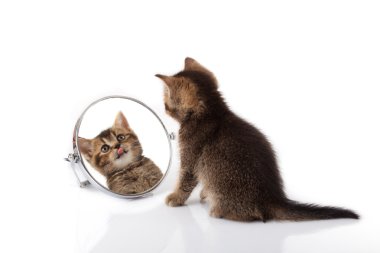 Beyaz arka plan ayna ile yavru kedi. yavru kedi Aynaya bakar