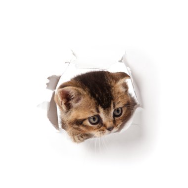 Kitten looking up in paper. clipart