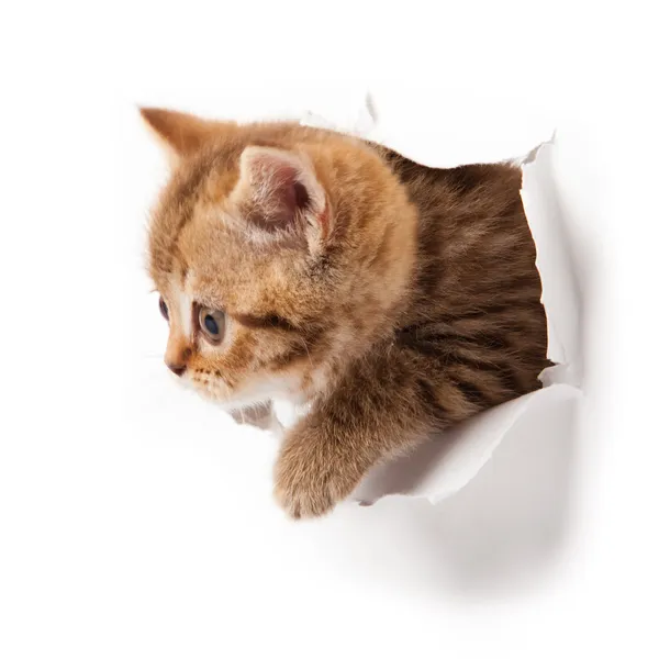 Котенок, смотрящий вверх в бумаге . — стоковое фото