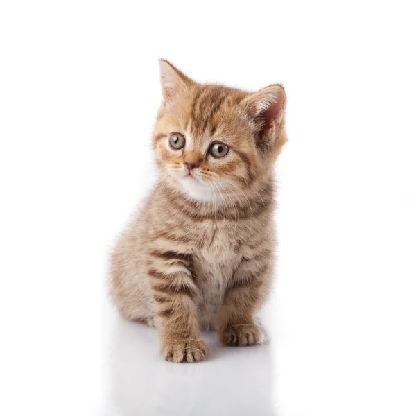 Kätzchen auf weißem Hintergrund — Stockfoto