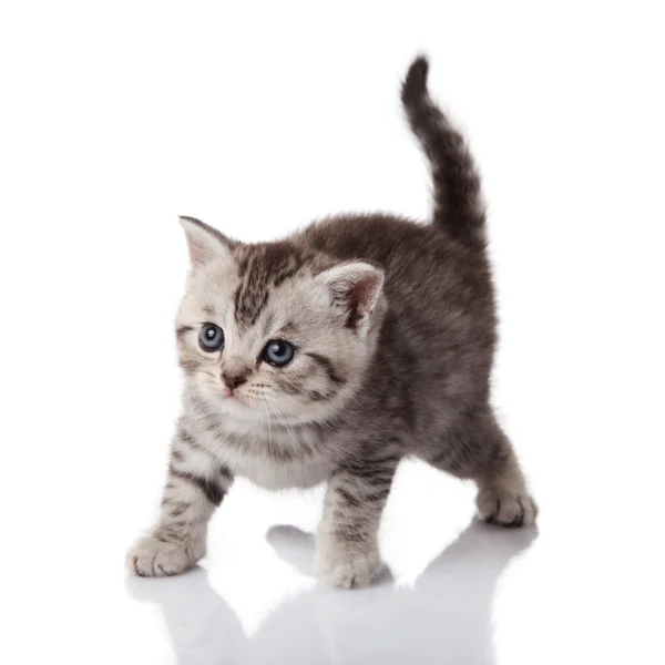 Kitten on a white background — Stock Photo, Image