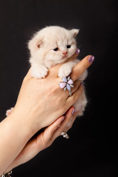 Kleines Kätzchen auf einer Hand — Stockfoto