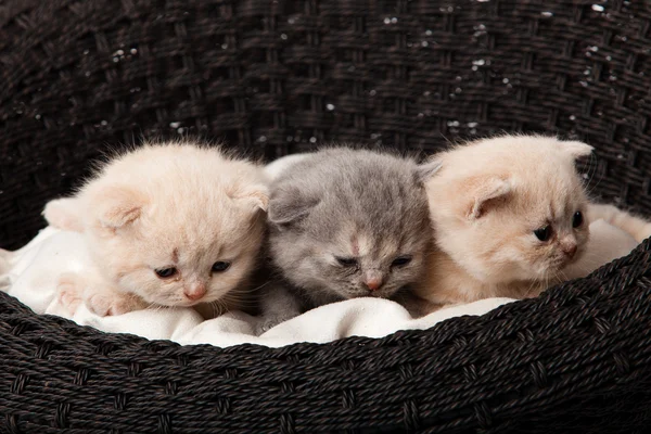 Gattini nel cestino — Foto Stock