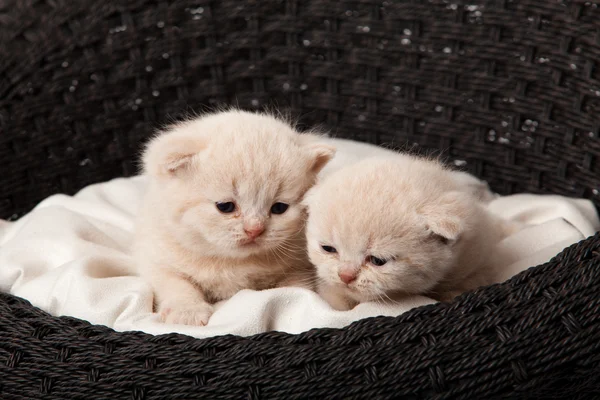 Kätzchen schlafen im Korb — Stockfoto