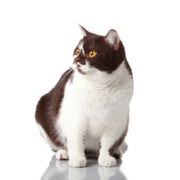 Hermoso británico gato en blanco — Foto de Stock