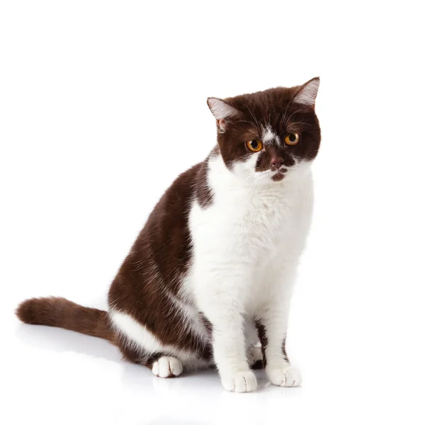Hermoso británico gato en blanco —  Fotos de Stock