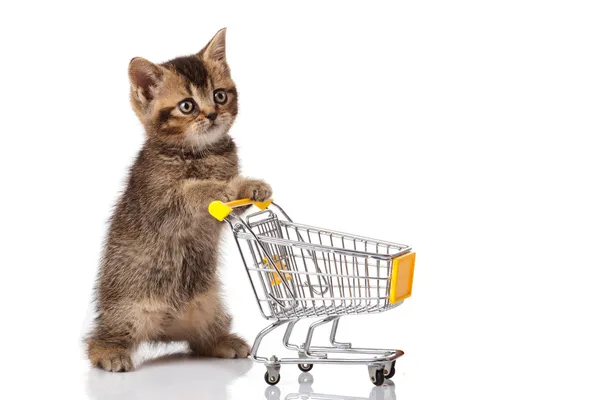 Gato britânico com carrinho de compras isolado em branco. osolato de gatinho — Fotografia de Stock