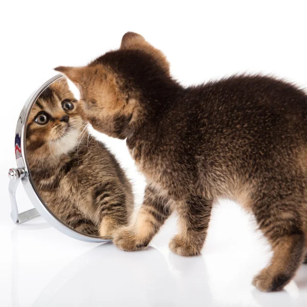 Kätzchen mit Spiegel auf weißem Hintergrund. Kätzchen blickt in den Spiegel — Stockfoto