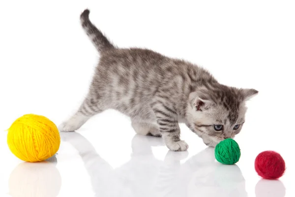 Chaton avec des boules de fils. petit chaton sur fond blanc. — Photo