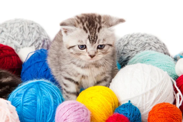 Kätzchen mit Fadenballen. kleines Kätzchen auf weißem Hintergrund. — Stockfoto
