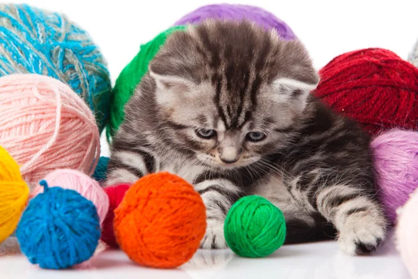 Kitten met ballen van draden. klein katje op witte achtergrond. — Stockfoto