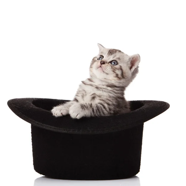 Котенок в шляпе . — стоковое фото