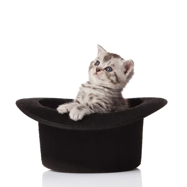 Γατάκι σε ένα καπέλο. — Φωτογραφία Αρχείου