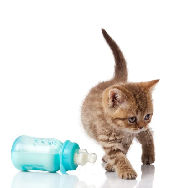 stock image British Kitten and baby milk bottle on white background.