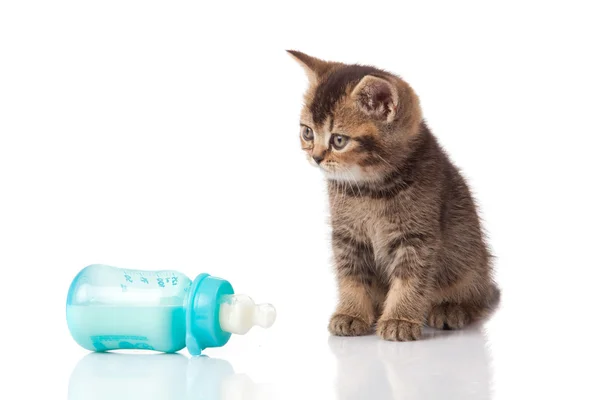 イギリスの子猫と白い背景の上の赤ちゃん牛乳瓶. — ストック写真