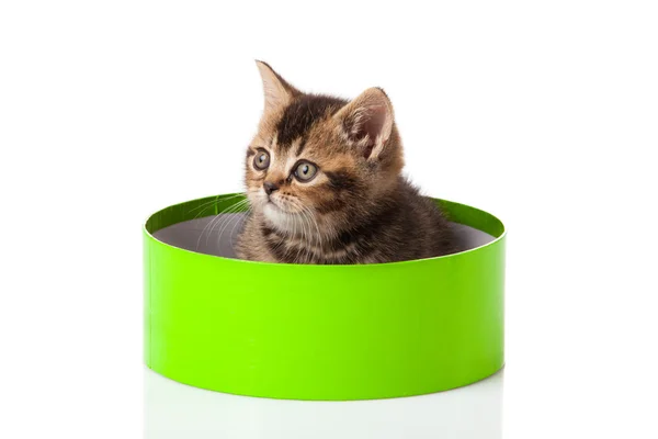 Kitten in green gift box isolated on white. — Stock Photo, Image