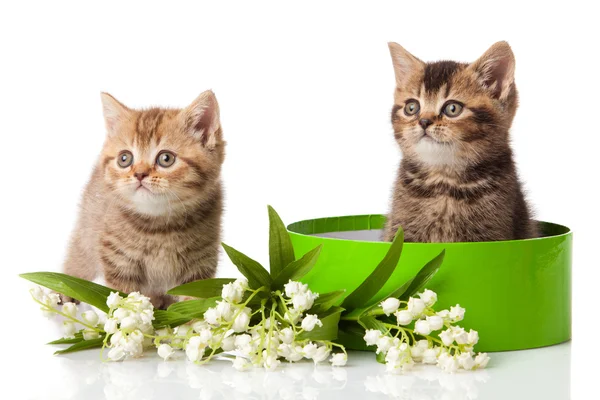 Кошенята в зеленій подарунковій коробці ізольовані на білому . — стокове фото