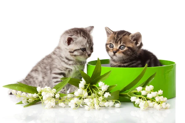 Chatons en coffret cadeau vert isolé sur blanc . — Photo