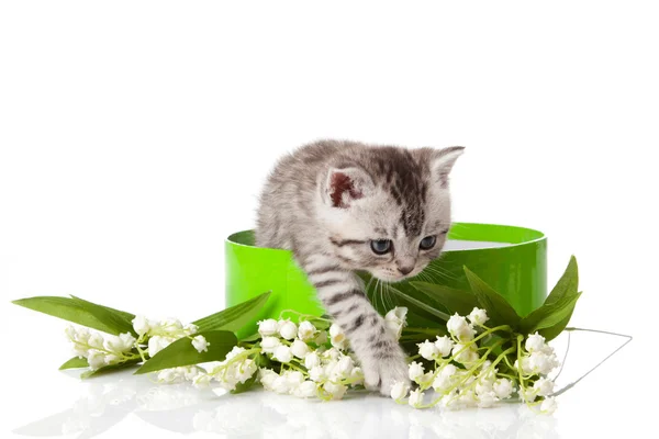 stock image Kitten in green gift box isolated on white.