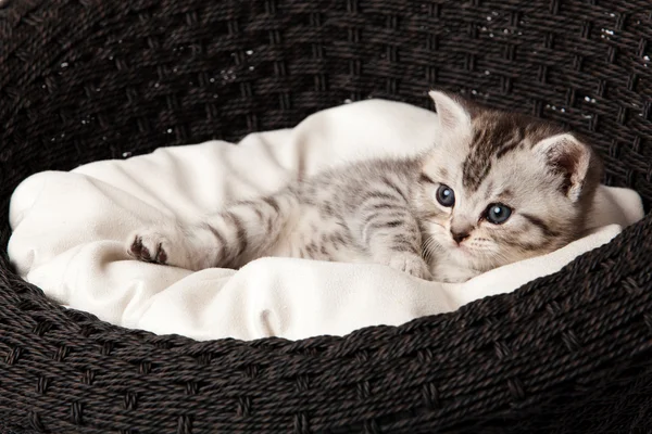 Кот, спящий в корзине — стоковое фото