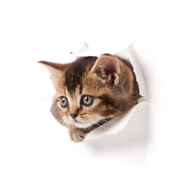 Котенок, смотрящий вверх в бумаге . — стоковое фото
