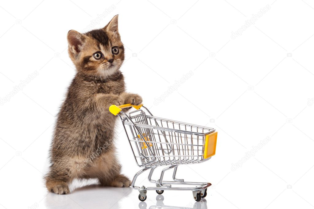British cat with shopping cart isolated on white. kitten osolate