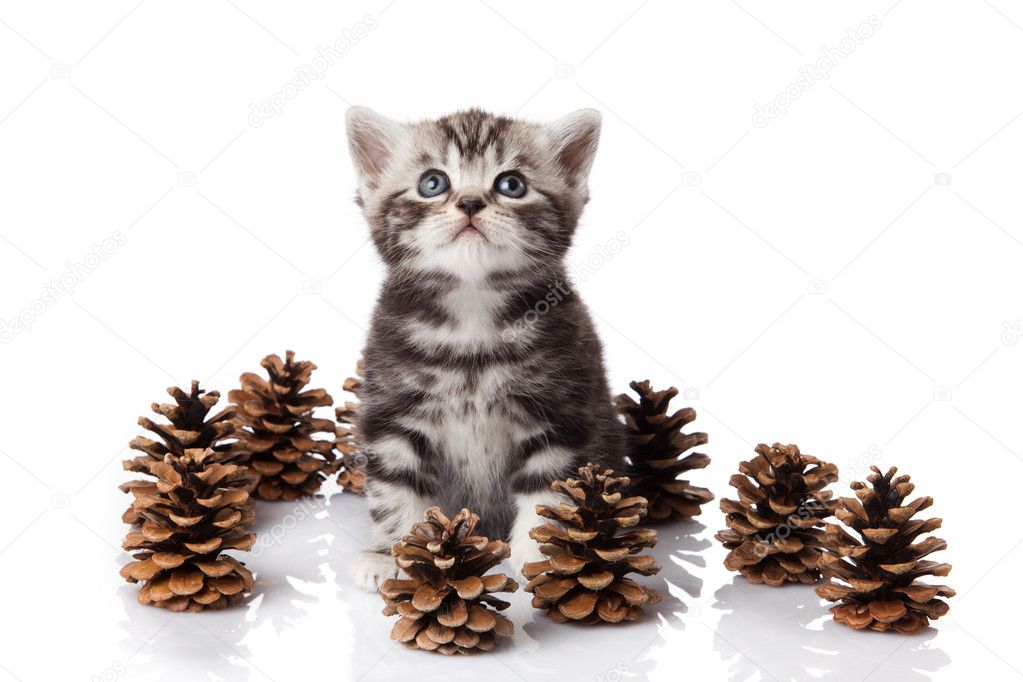 British kitten with pine cones on white.