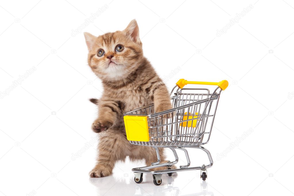 British cat with shopping cart isolated on white. kitten osolate Stock