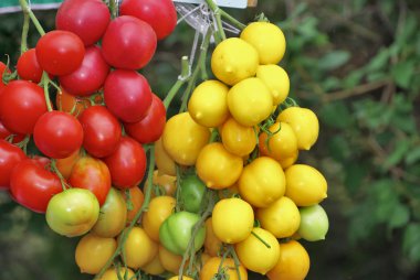 kırmızı ve sarı domatesler