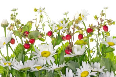 Strawberry daisies meadow fragment clipart