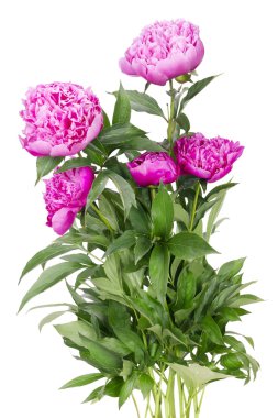 Big bush of the pink peonies clipart