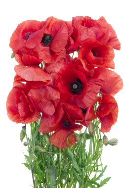 Wild field poppies bouquet clipart