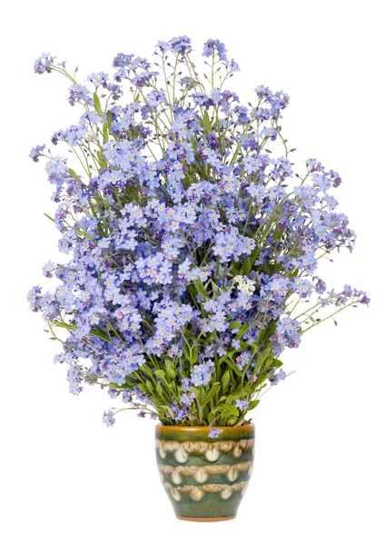 Delikatne niebieskie kwiaty małe rzadko — Zdjęcie stockowe