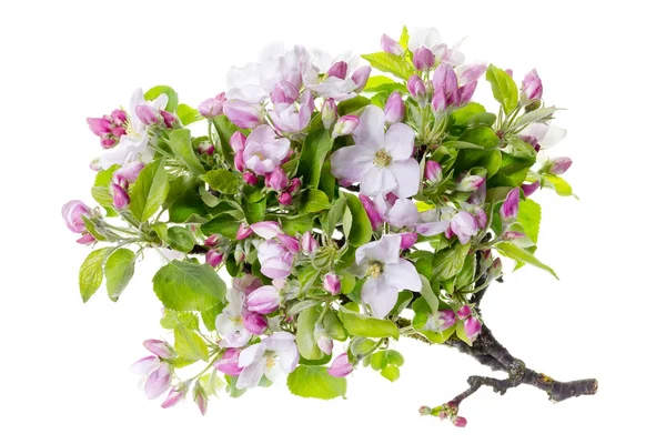 Apple tree flowers isolated — Stock Photo, Image