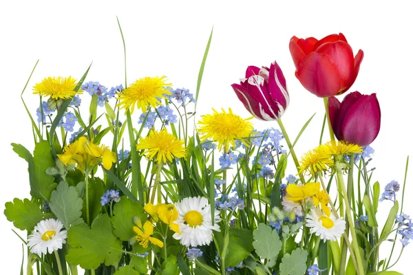 Un pedazo de un prado de primavera ideal — Foto de Stock