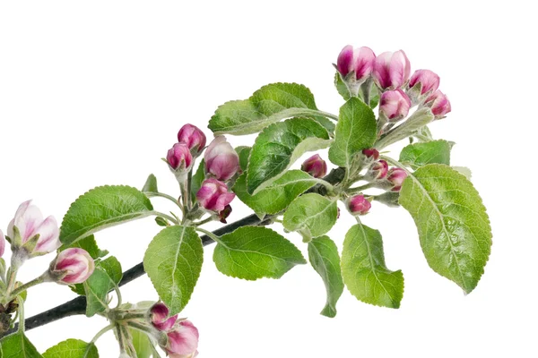 Apple flowers pink buds — Stock Photo, Image
