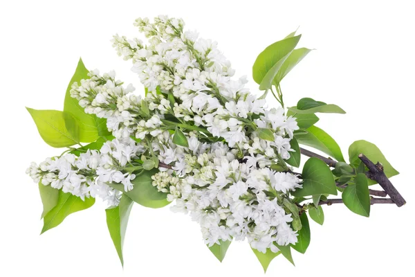 Isolated white lilac branches — Stock Photo, Image
