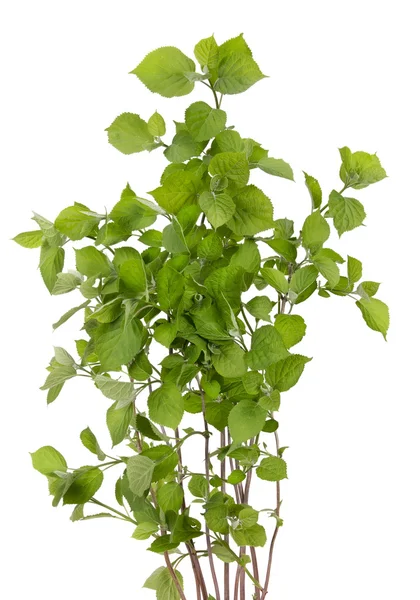 Garden hydrangea isolated — Stock Photo, Image