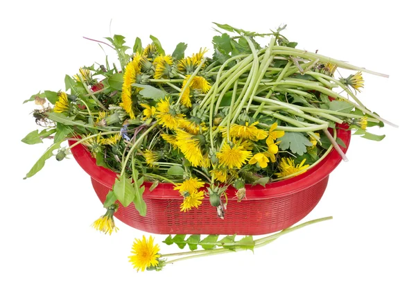 Dandelion Salad — Stock Photo, Image