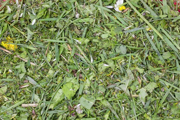 Pelouse hachée herbe verte — Photo