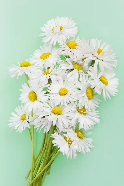 Delicate fragile daisies — Stock Photo, Image