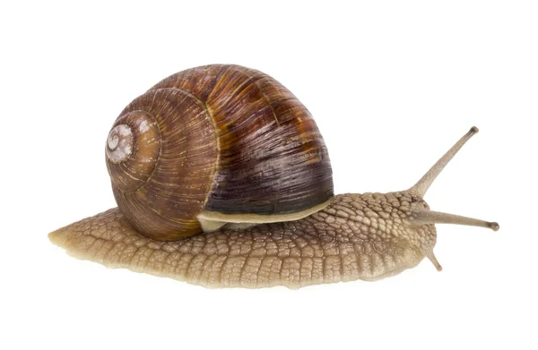 Real isolated live snail — Stock Photo, Image