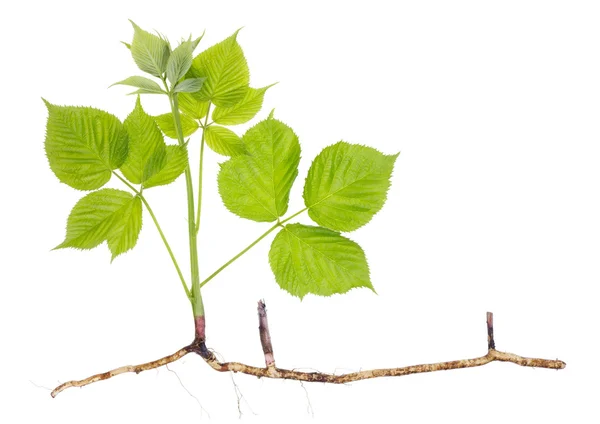 Lente zaailing sprout tuin blackberry — Stockfoto