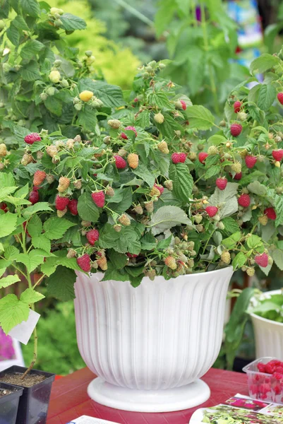 Raspberry struik — Stockfoto
