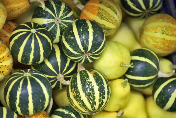 Decorative pumpkins — Stock Photo, Image