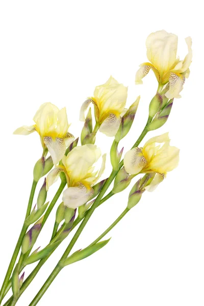 Fünf frische isolierte seltene gelbe Irisblüten — Stockfoto