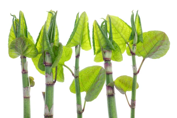 Bahar bitki timsah izole — Stok fotoğraf