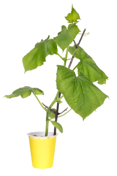 Seedlings of spring cucumber — Stock Photo, Image